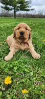 Miss Raspberry , a female Golden Retriever for sale in Warsaw, IN – Photo 3 of 8