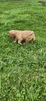 Miss Raspberry , a female Golden Retriever for sale in Warsaw, IN – Photo 7 of 8