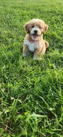 Miss Pink , a female Poodle - Miniature  for sale in Warsaw, IN – 2 of 7