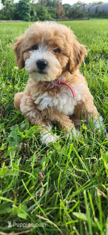 Miss Pink  – Poodle - Miniature  puppy for sale in Warsaw, IN