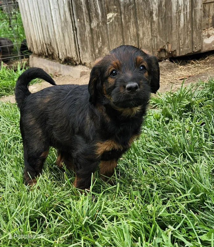 Miss pink – Labradoodle puppy for sale in Warsaw, IN
