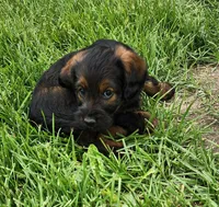 Miss pink, a female Labradoodle for sale in Warsaw, IN – Photo 2 of 5