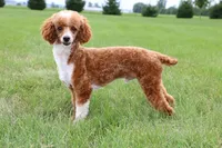 Miss pink, a female Labradoodle for sale in Warsaw, IN – 6 of 8