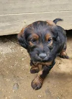 Miss pink, a female Labradoodle for sale in Warsaw, IN – Photo 4 of 5