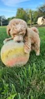 Mr green , a male Poodle - Miniature  for sale in Warsaw, IN – 2 of 6