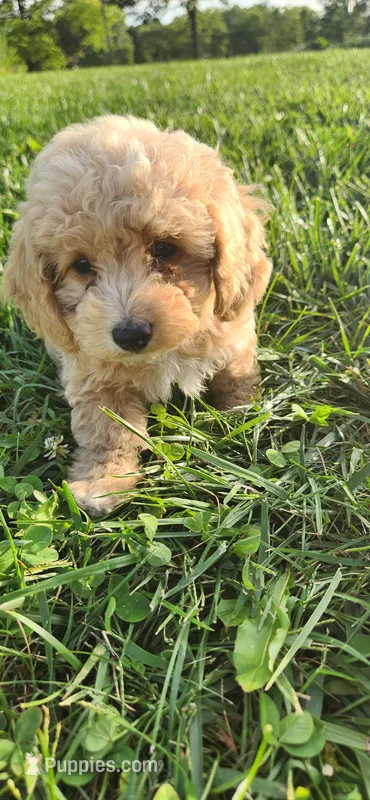 Miss purple  – Poodle - Miniature  puppy for sale in Warsaw, IN