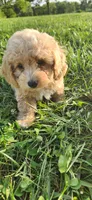 Miss purple , a female Poodle - Miniature  for sale in Warsaw, IN – 1 of 7