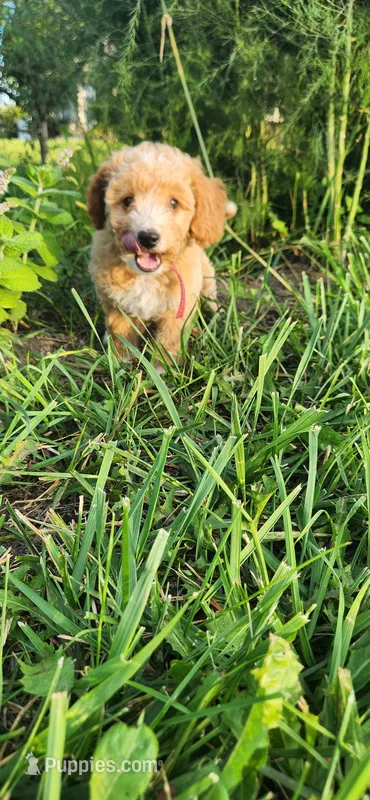 Miss Raspberry  – Poodle - Miniature  puppy for sale in Warsaw, IN