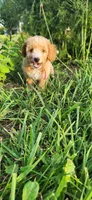 Miss Raspberry , a female Poodle - Miniature  for sale in Warsaw, IN – 5 of 7