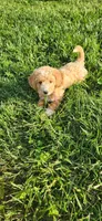 Miss Raspberry , a female Poodle - Miniature  for sale in Warsaw, IN – 6 of 7