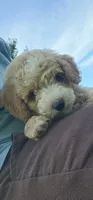 Mr green , a male Poodle - Miniature  for sale in Warsaw, IN – 3 of 6