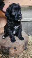 Mr Green , a male Labradoodle for sale in Warsaw, IN – Photo 2 of 8