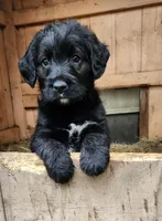 Mr Green , a male Labradoodle for sale in Warsaw, IN – Photo 4 of 8