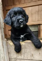 Mr Green , a male Labradoodle for sale in Warsaw, IN – Photo 1 of 8