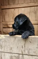 Mr Green , a male Labradoodle for sale in Warsaw, IN – Photo 7 of 8