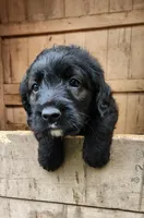 Mr Green , a male Labradoodle for sale in Warsaw, IN – Photo 3 of 8