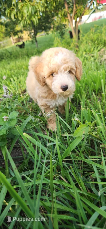 Mr green  – Poodle - Miniature  puppy for sale in Warsaw, IN