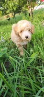 Mr green , a male Poodle - Miniature  for sale in Warsaw, IN – 1 of 6
