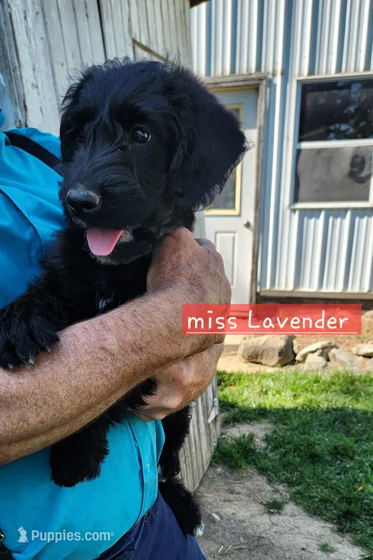 Miss Lavender – Labradoodle puppy for sale in Warsaw, IN