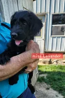 Miss Lavender, a female Labradoodle for sale in Warsaw, IN – 1 of 10