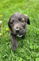 Mr Red, a male Labradoodle for sale in Warsaw, IN – Photo 7 of 7