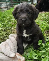 Mr Red, a male Labradoodle for sale in Warsaw, IN – Photo 1 of 7