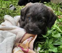 Mr Red, a male Labradoodle for sale in Warsaw, IN – Photo 6 of 7