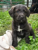 Mr Red, a male Labradoodle for sale in Warsaw, IN – Photo 4 of 7