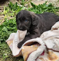 Mr Red, a male Labradoodle for sale in Warsaw, IN – Photo 2 of 7