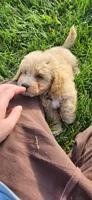 Miss purple , a female Poodle - Miniature  for sale in Warsaw, IN – 4 of 7