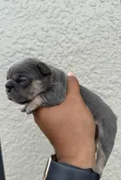 Spike, a male French Bulldog for sale in Orlando, FL – Photo 2 of 2