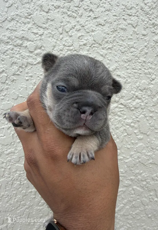 Spike – French Bulldog puppy for sale in Orlando, FL