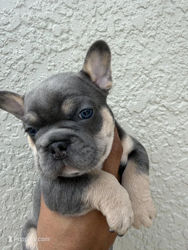 Spike – French Bulldog puppy for sale in Orlando, FL