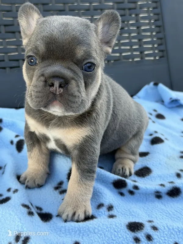 Spike – French Bulldog puppy for sale in Orlando, FL