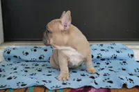 Sherman, a male French Bulldog for sale in Orlando, FL – Photo 3 of 8