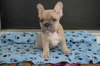 Sherman, a male French Bulldog for sale in Orlando, FL – Photo 4 of 8
