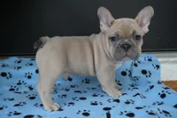 Sherman, a male French Bulldog for sale in Orlando, FL – Photo 2 of 8
