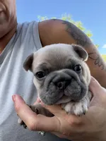Sherman, a male French Bulldog for sale in Orlando, FL – Photo 5 of 8