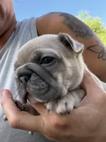 Sherman, a male French Bulldog for sale in Orlando, FL – Photo 6 of 8