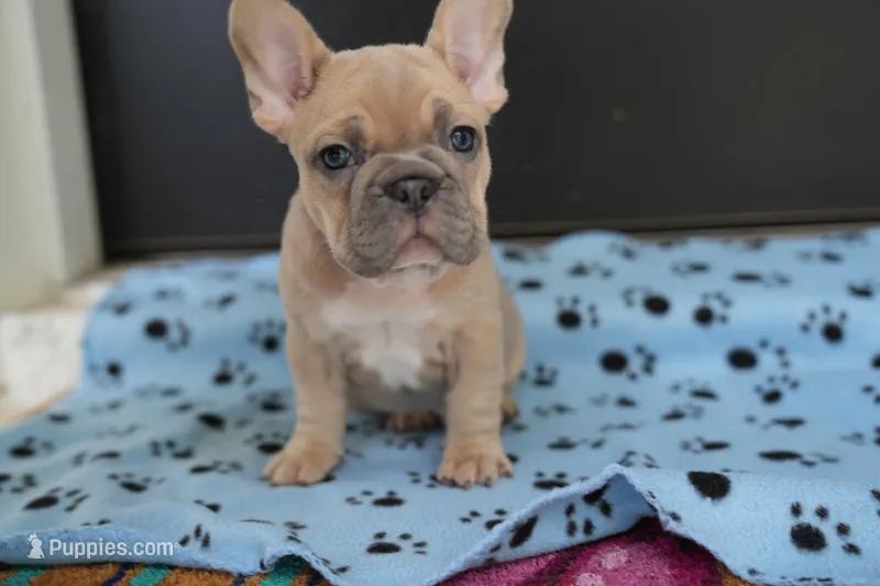 Sherman, a male French Bulldog for sale in Orlando, FL – Photo 1 of 8