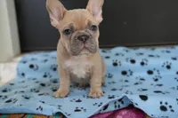 Sherman, a male French Bulldog for sale in Orlando, FL – Photo 1 of 8