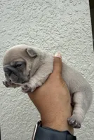 Sherman, a male French Bulldog for sale in Orlando, FL – Photo 7 of 8