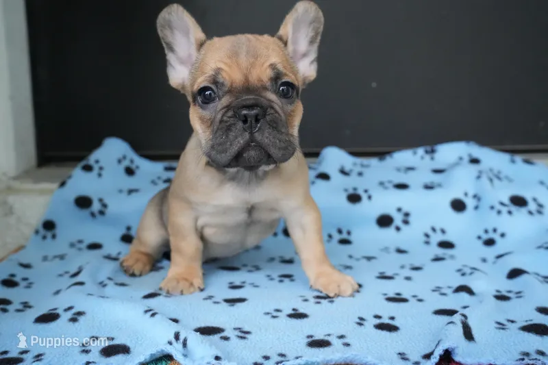 Alvin – French Bulldog puppy for sale in Orlando, FL