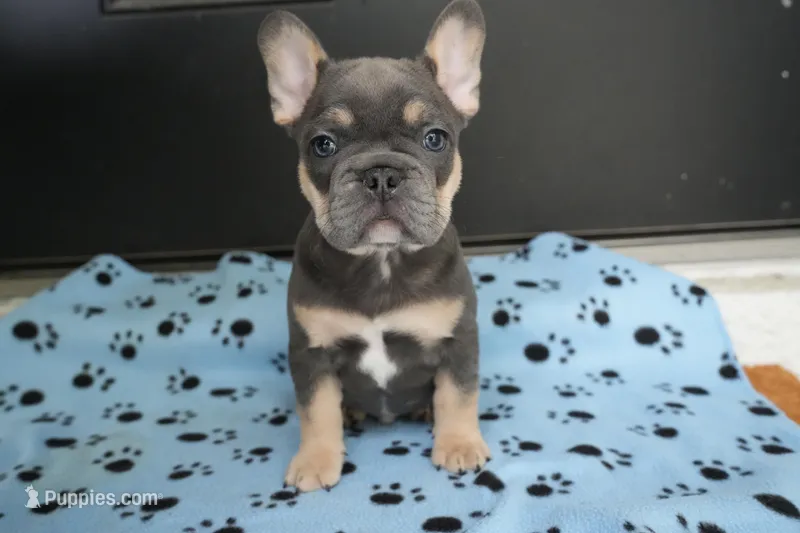 Spike – French Bulldog puppy for sale in Orlando, FL
