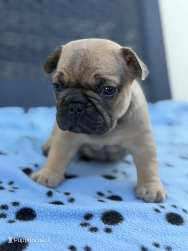 Alvin – French Bulldog puppy for sale in Orlando, FL