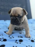 Alvin, a male French Bulldog for sale in Orlando, FL – Photo 1 of 4