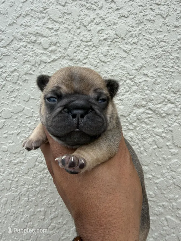 Alvin – French Bulldog puppy for sale in Orlando, FL