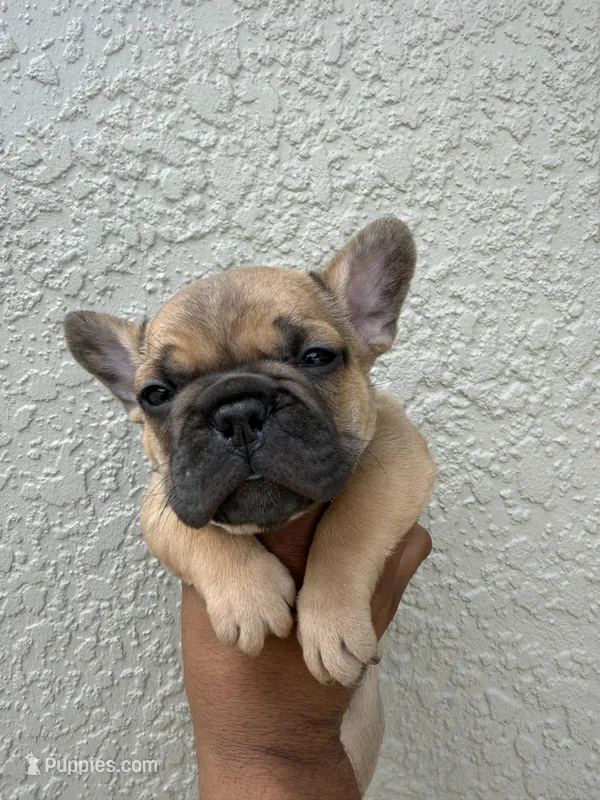 Alvin – French Bulldog puppy for sale in Orlando, FL