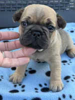 Alvin, a male French Bulldog for sale in Orlando, FL – Photo 3 of 4