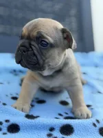 Alvin, a male French Bulldog for sale in Orlando, FL – Photo 2 of 4